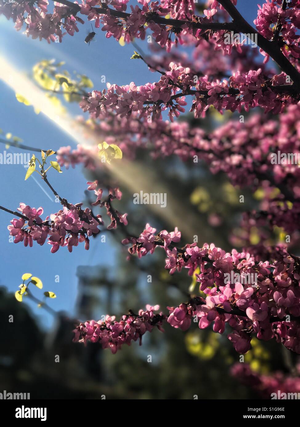 Flowers in the Sunlight Stock Photo Alamy