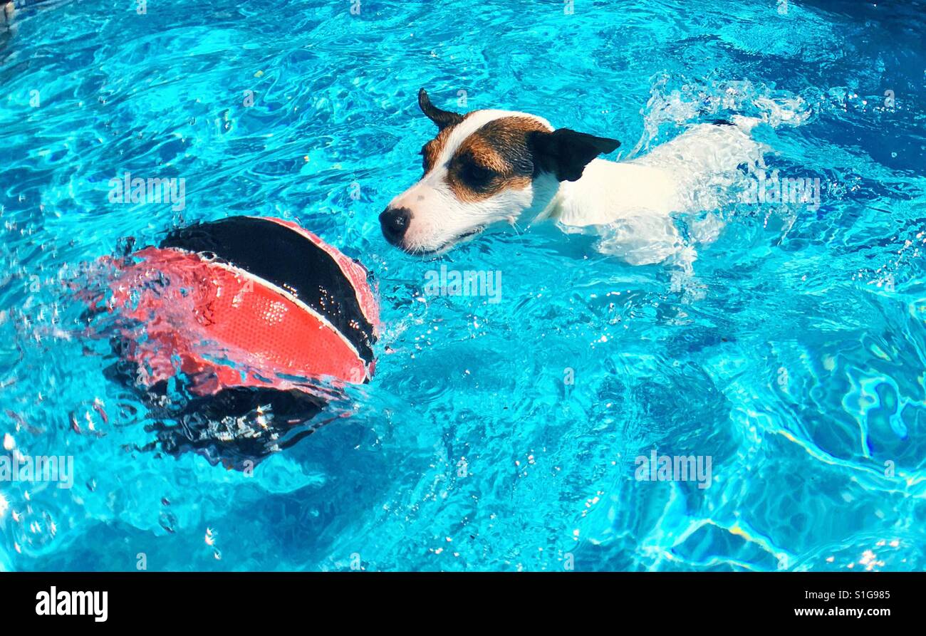 Dog in outdoor swimming pool chasing ball on a sunny day. - Smartphone Captured Stock Image