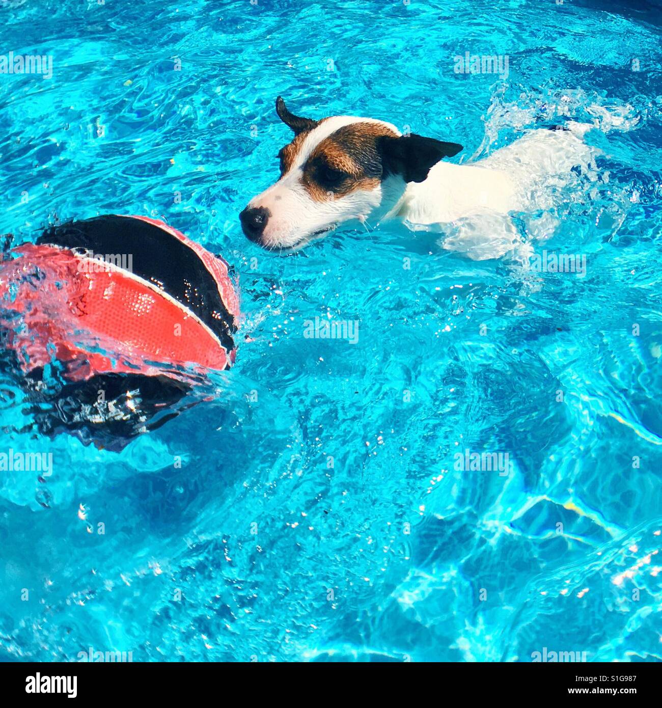 Dog chasing ball while swimming in pool. Square crop. Space for copy. - Smartphone Captured Stock Image