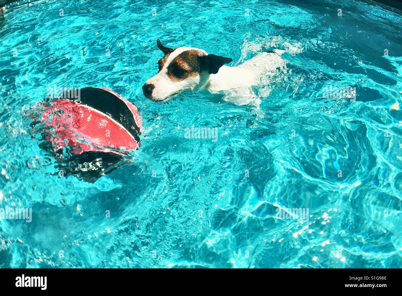 Dog swimming chasing ball in clear waters of an outdoor swimming pool. - Smartphone Captured Stock Image