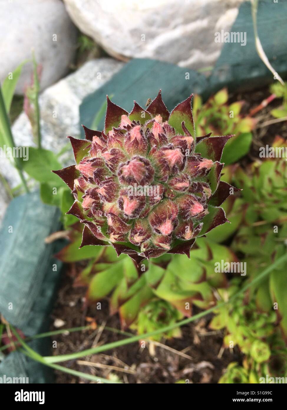 Blooming succulent Stock Photo
