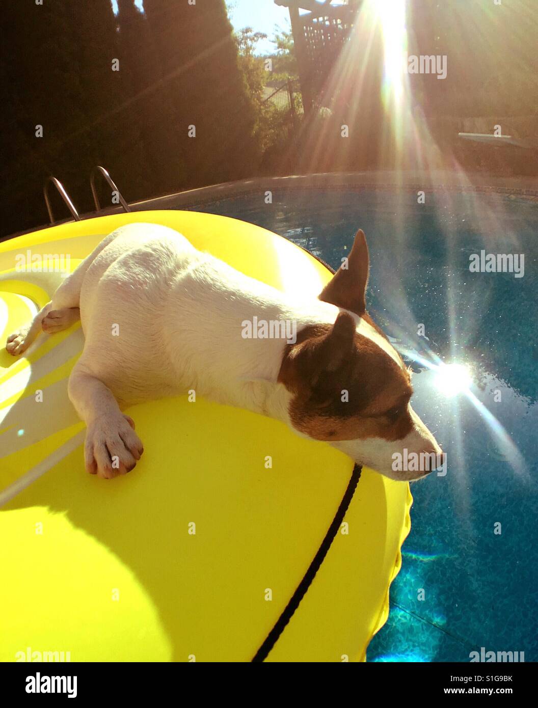 Dog relaxing on a pool float in a swimming pool on a hot sunny day. - Smartphone Captured Stock Image