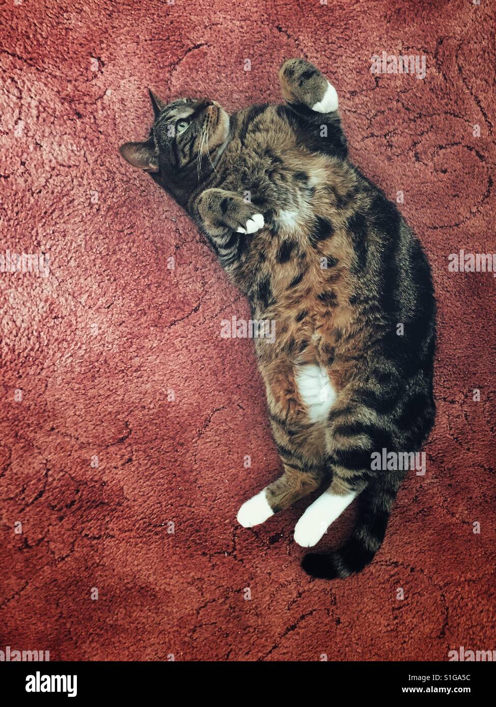 Resting tabby cat on its back. - Smartphone Captured Stock Image