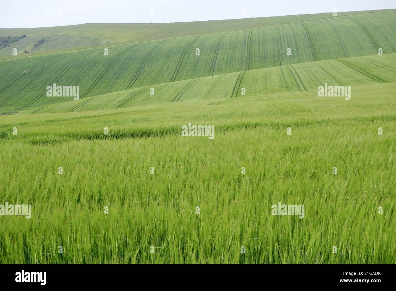 Rolling Fields Stock Photo Alamy