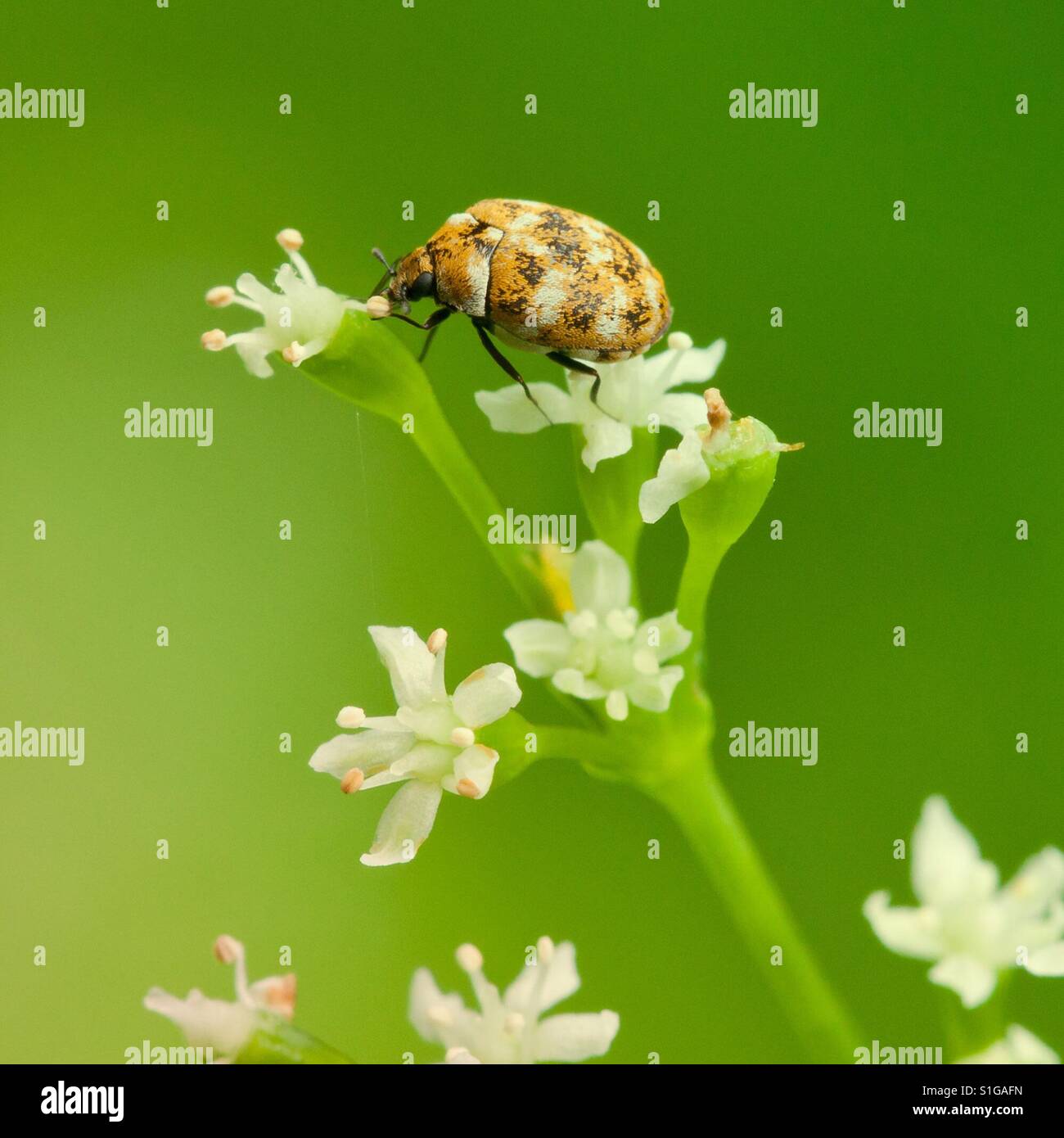 Varied Carpet beetle (Anthrenus verbasci) feeding on Mitsuba flower Stock Photo