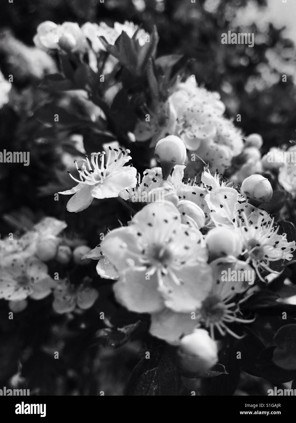 Blossom in black and white Stock Photo