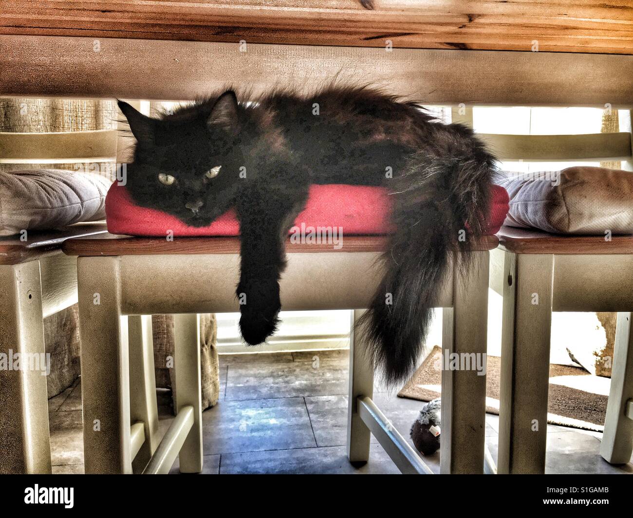 Cat under the table hires stock photography and images Alamy