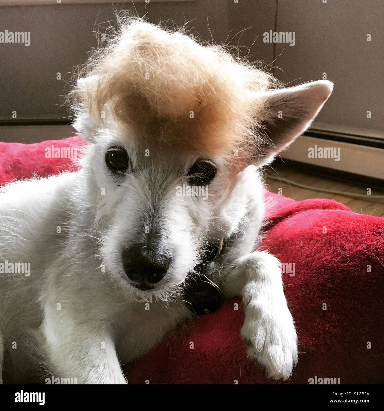 dog toupee