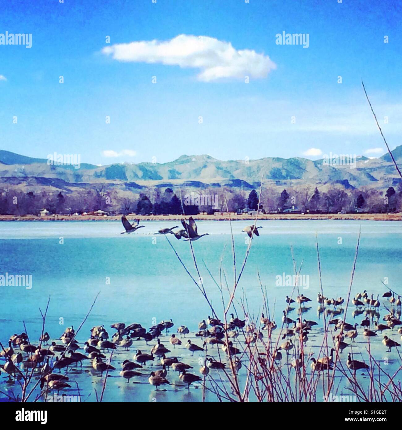 Geese and ducks flying over lake Stock Photo