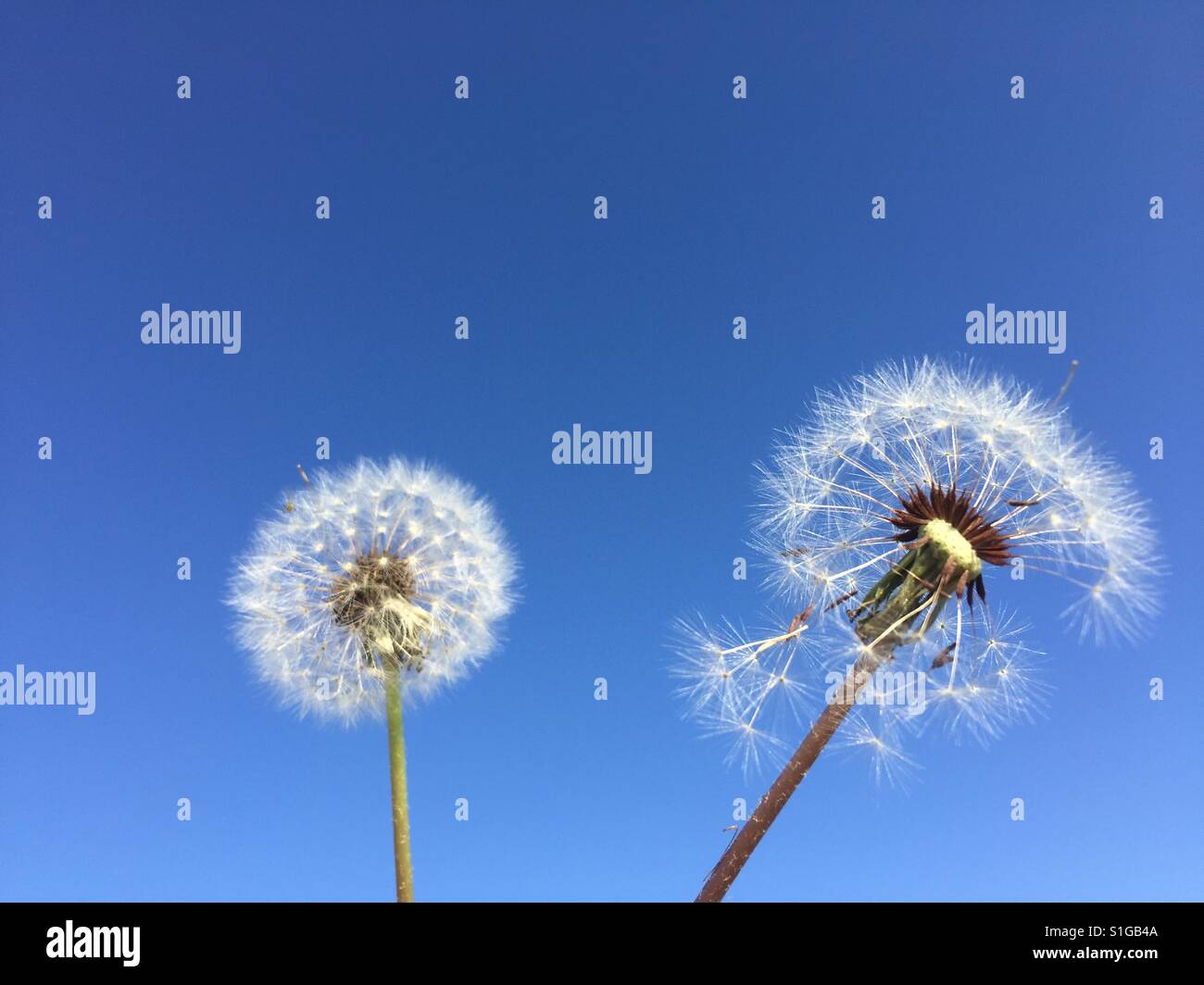 Close up of Dandelion, Taraxacum platycarpum - Smartphone Captured Stock Image