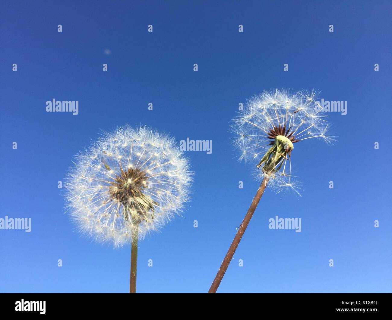 Close up of Dandelion, Taraxacum platycarpum - Smartphone Captured Stock Image