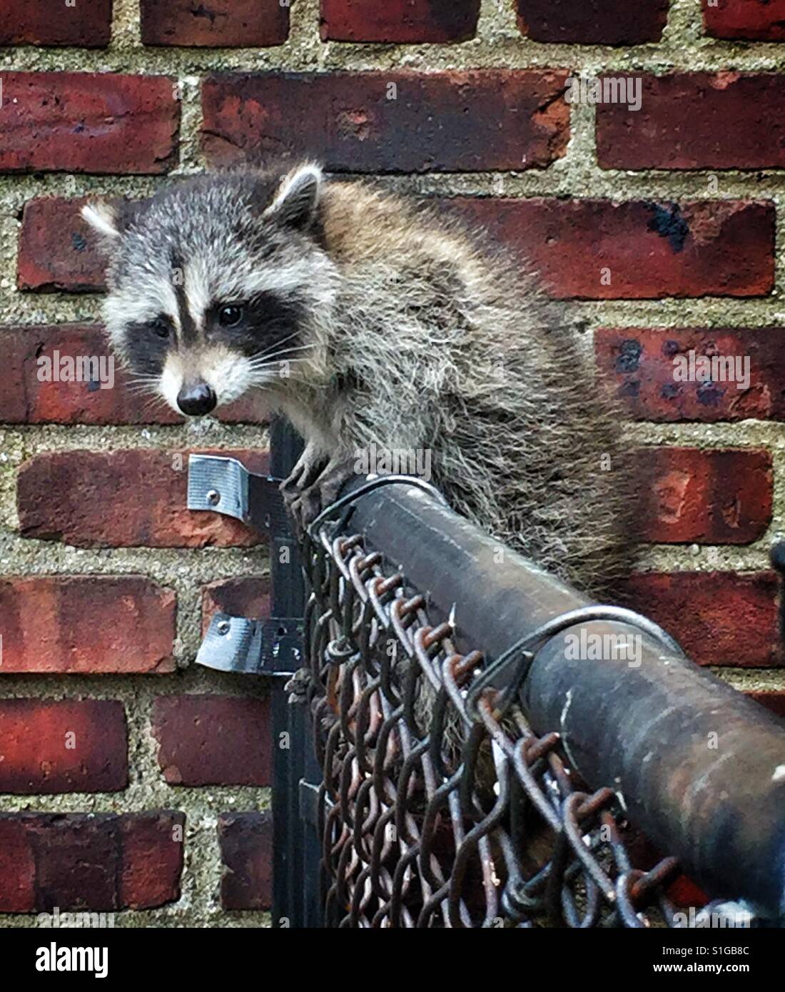 Suburb Racoons A raccoon in an urban setting Stock Photo - Alamy