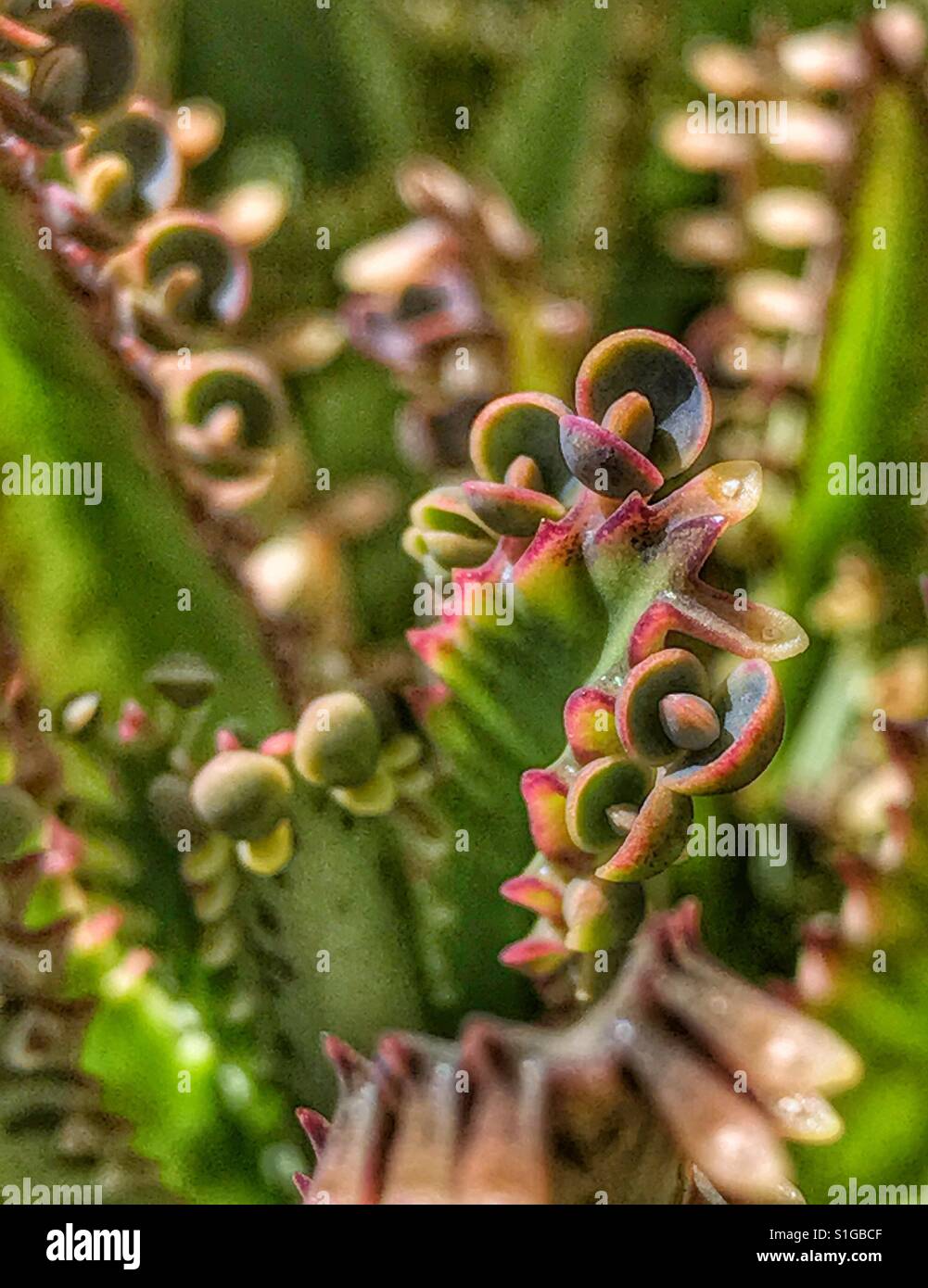 Mother of Thousands plant macro, Kalanchoe delagoensis, abstract leaf pattern - Smartphone Captured Stock Image