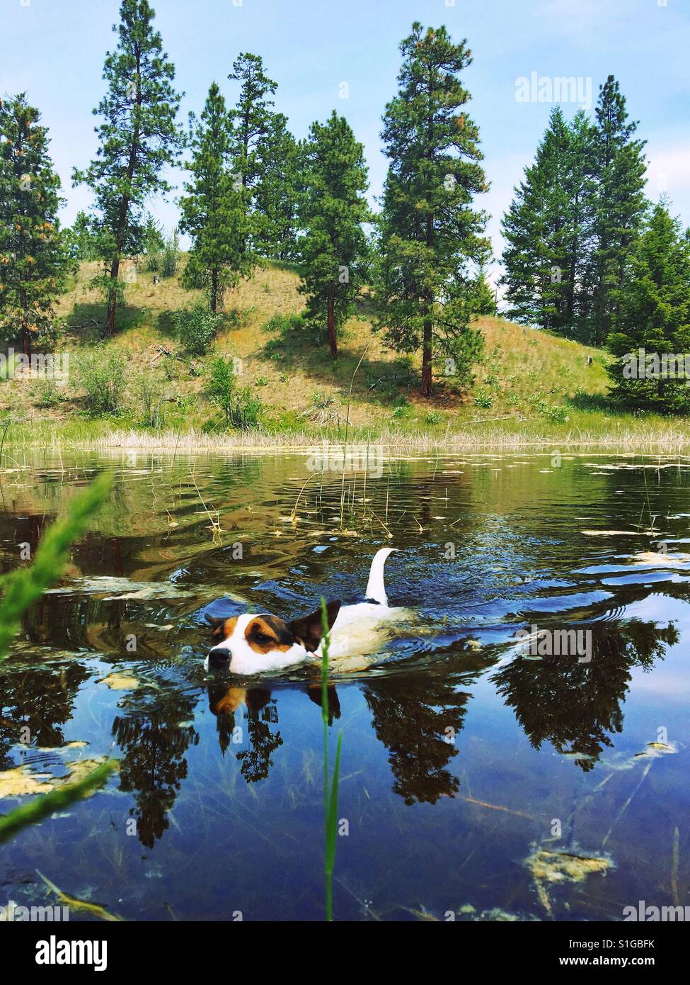 Dog swimming in a small lake surrounded by evergreen trees on a sunny late spring day. - Smartphone Captured Stock Image