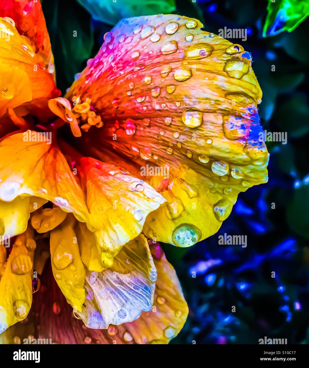 Rainbow flower with drops of water on petals - colorful diversity Stock Photo
