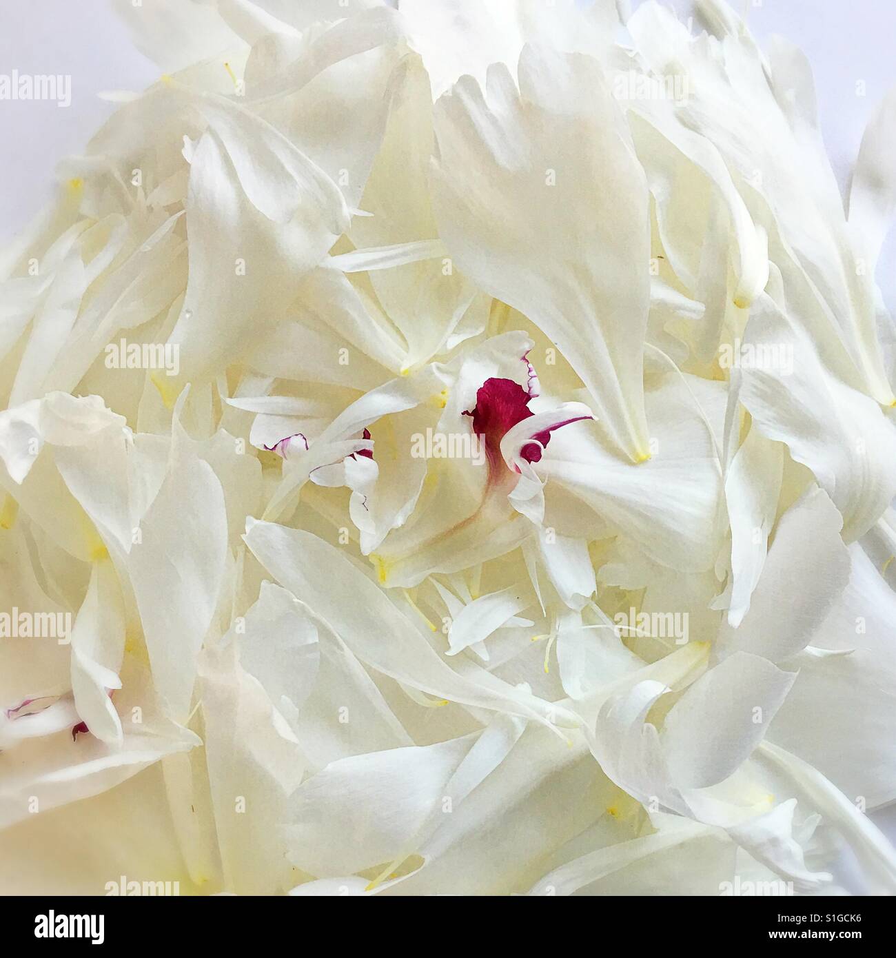 Peony flower petals Stock Photo Alamy
