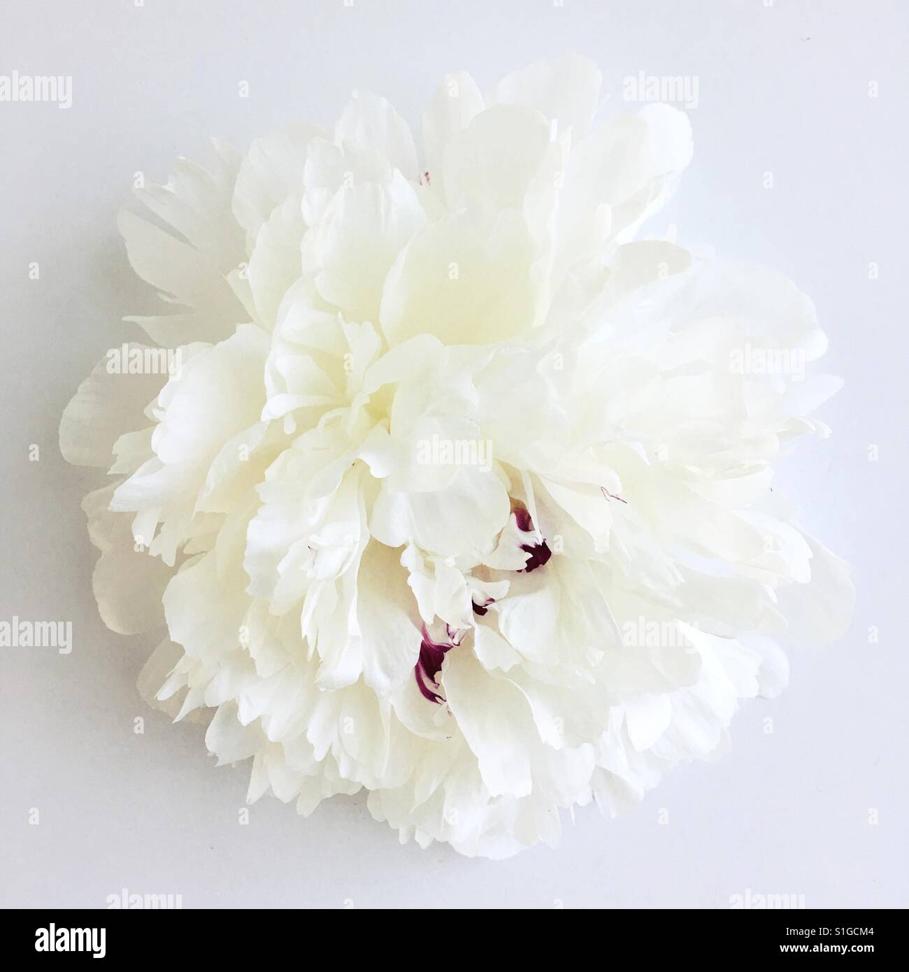 A white peony flower on a white background. Stock Photo
