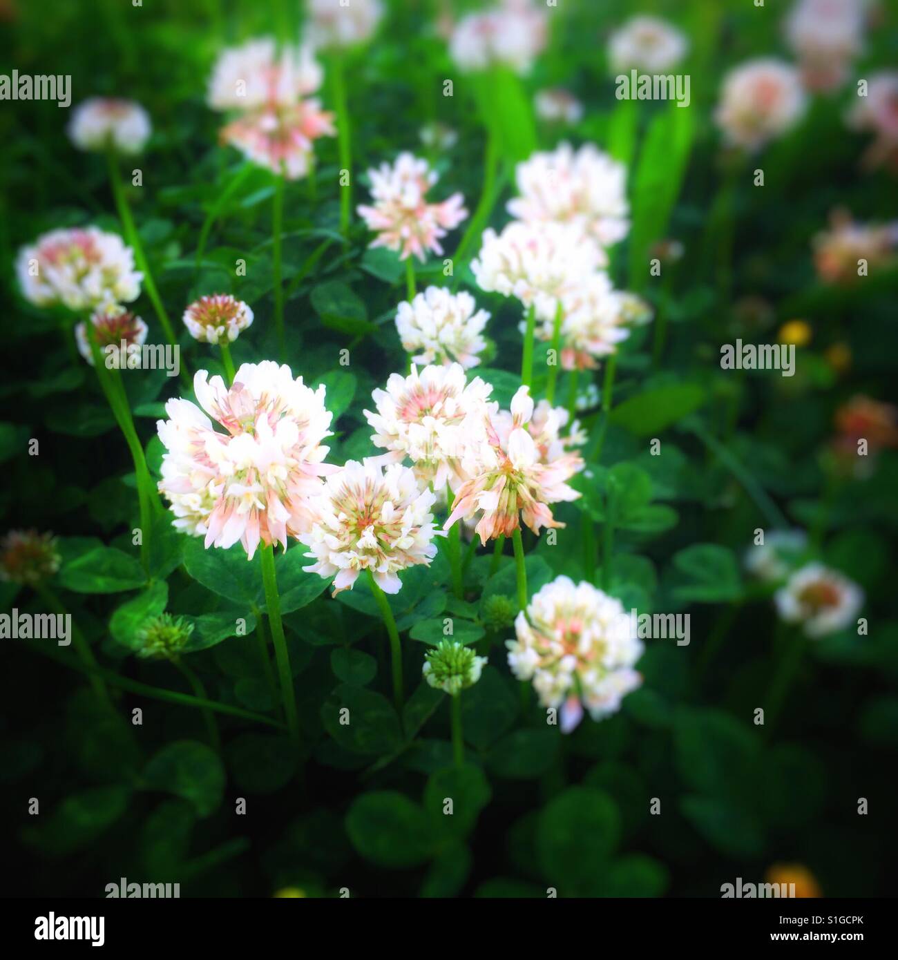Clover flowers among green leaves with a shallow depth of field - Smartphone Captured Stock Image