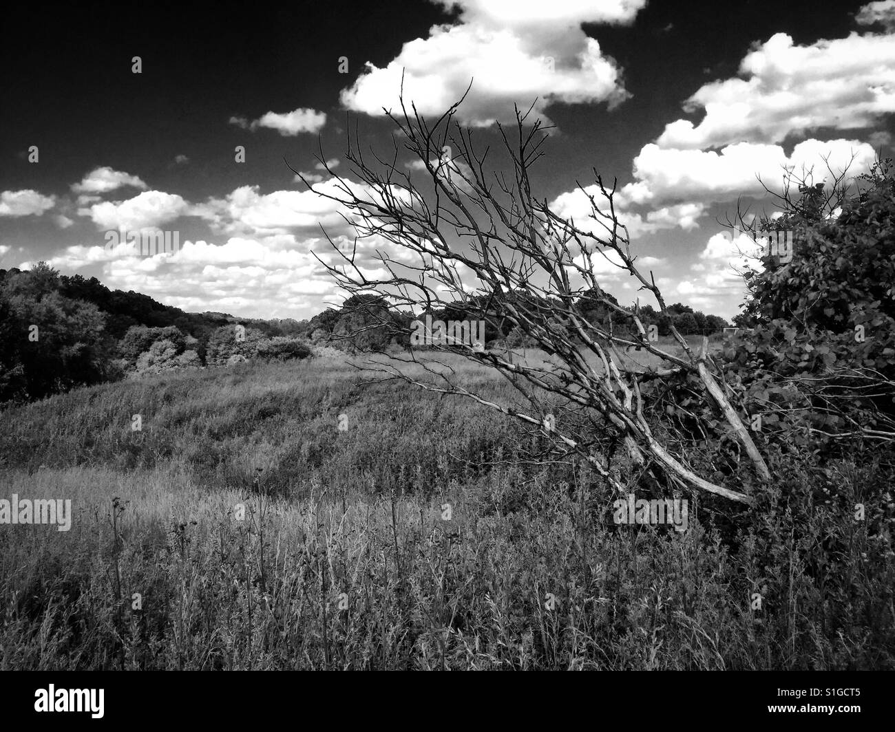 A black and white landscape featuring a tilting tree with spiny branches - Smartphone Captured Stock Image