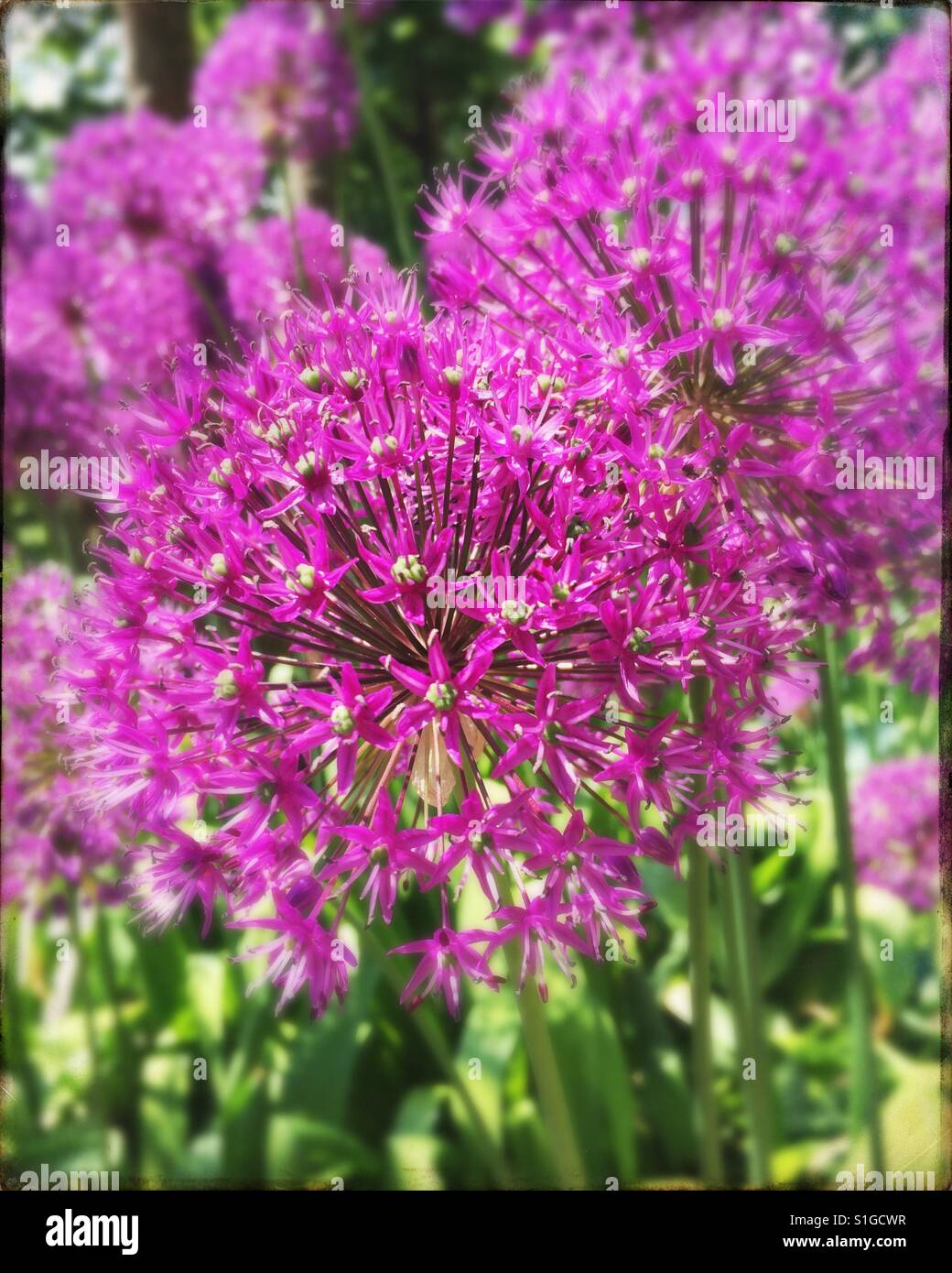 Aliums in bloom Stock Photo