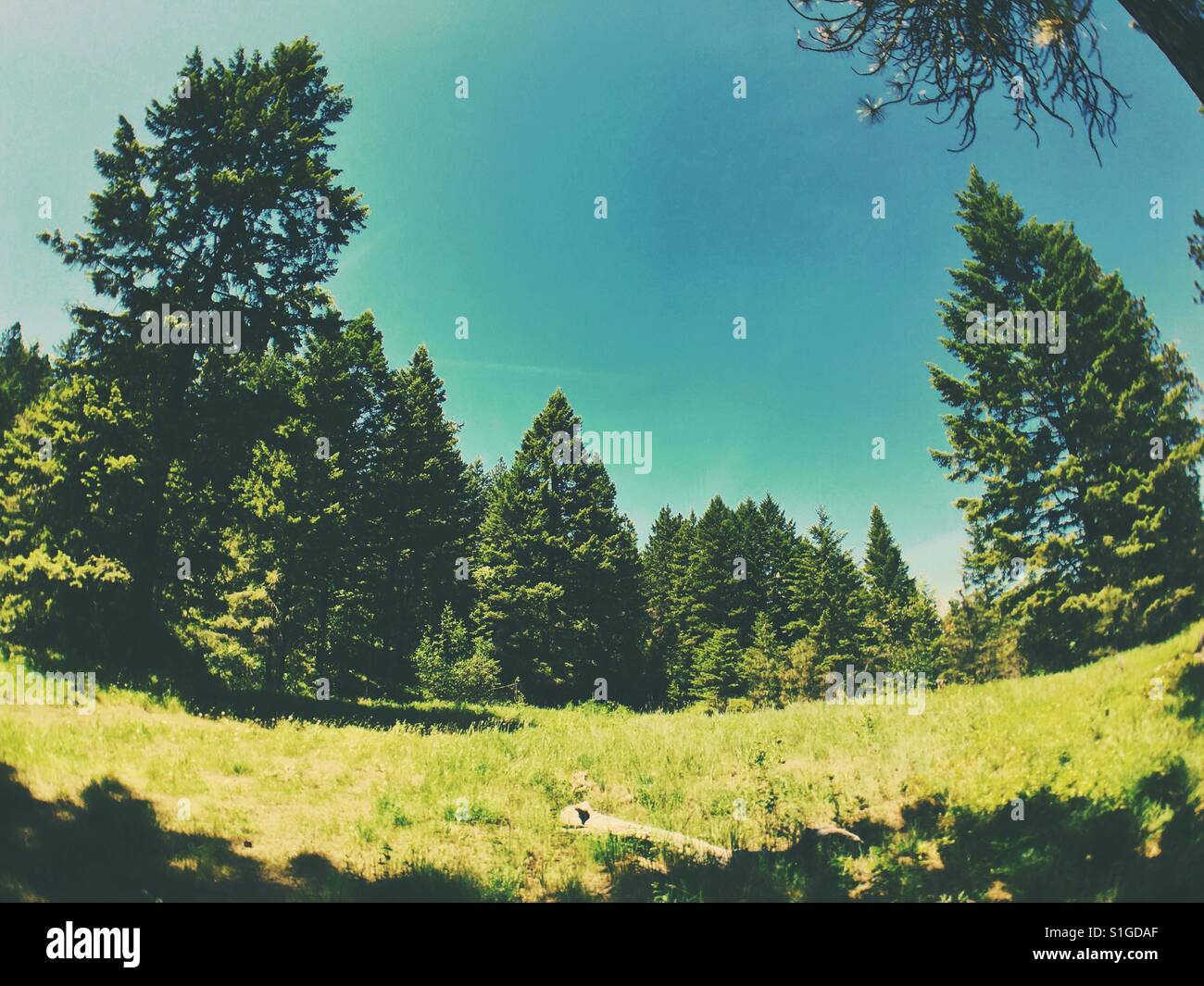 Green grassy meadow at the forest's edge on a sunny day. iPhone 6s with wide angle lens. Space for copy. Stock Photo