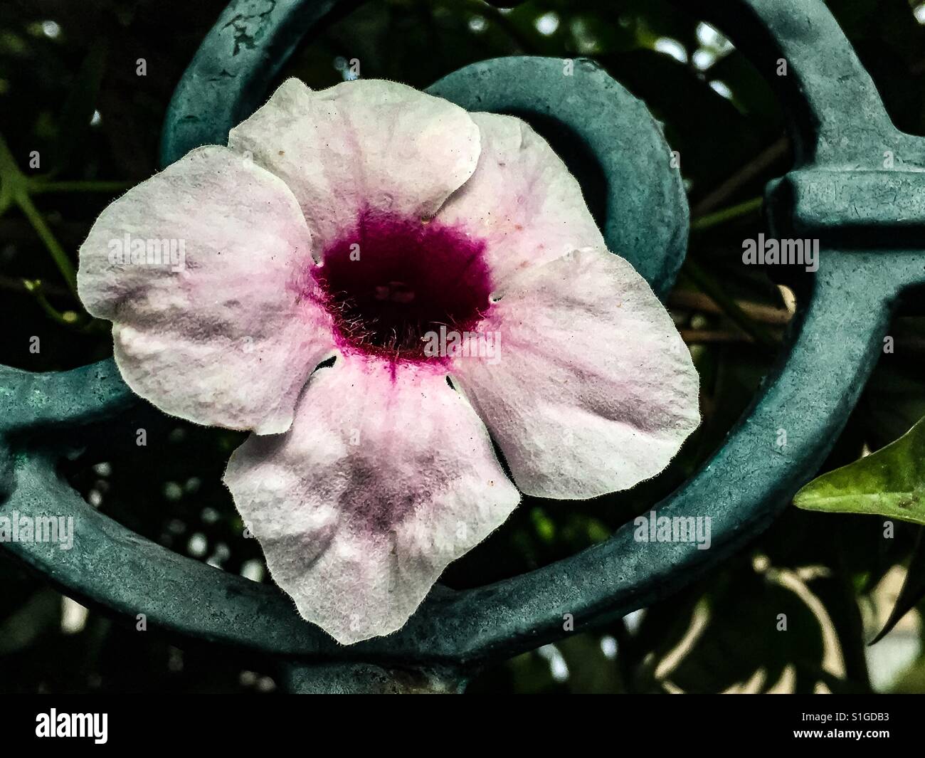 Pink trumpet vine flower with dew Stock Photo