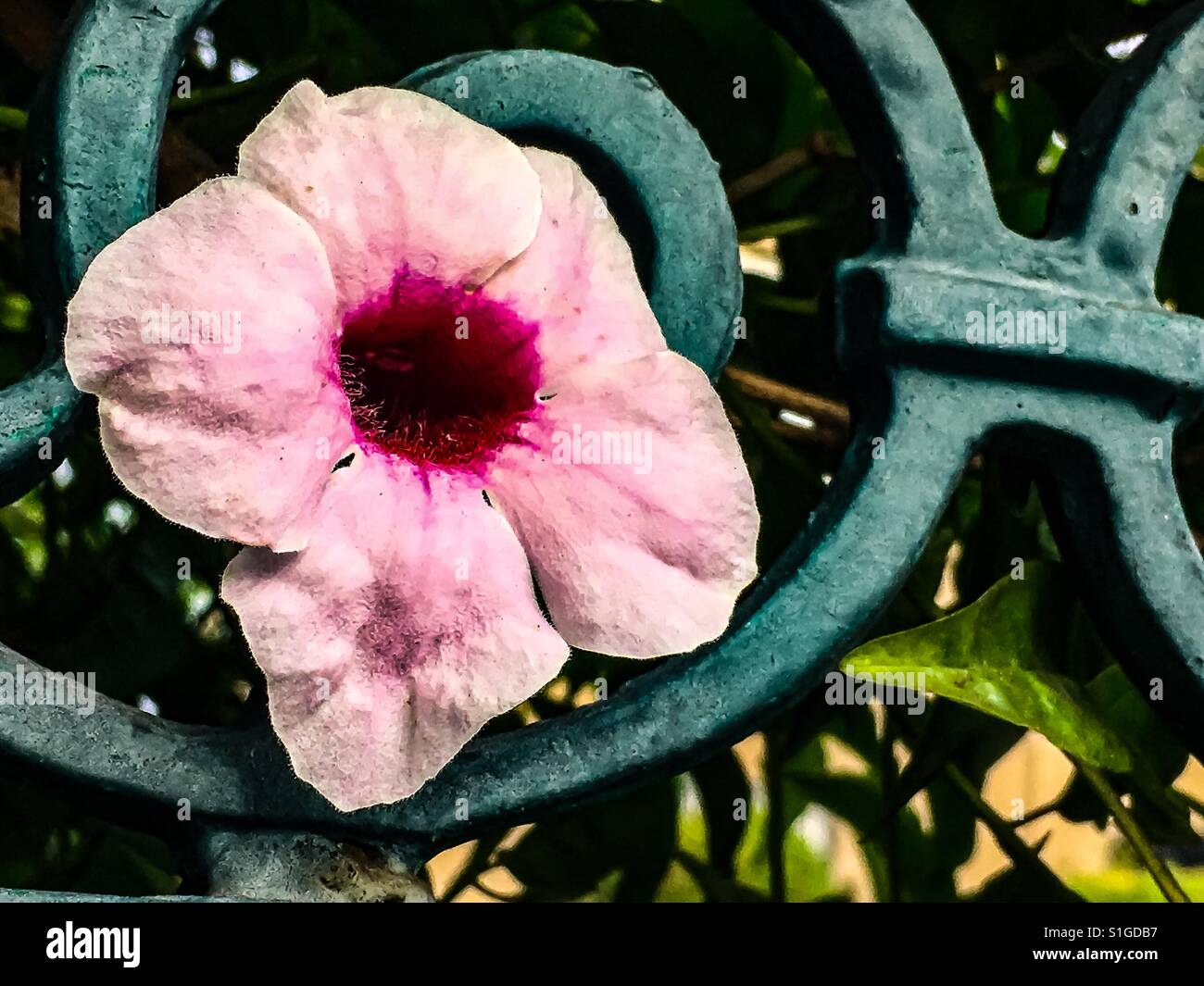 Pink trumpet flower Stock Photo Alamy