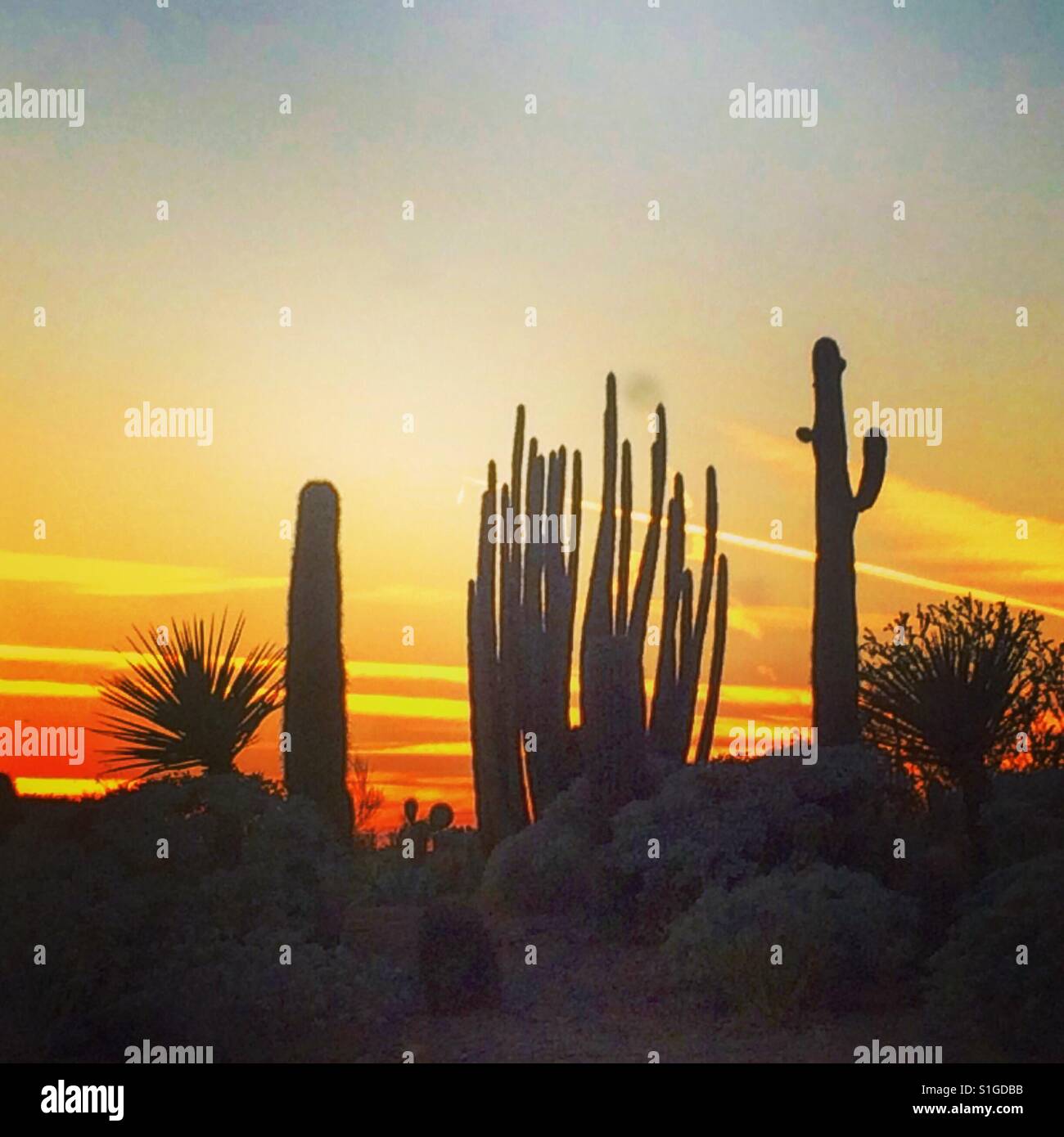 Sunset silhouette of desert cacti Stock Photo - Alamy
