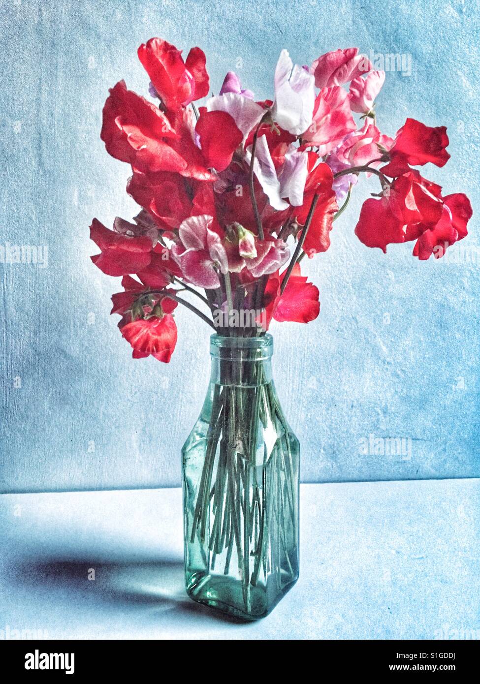 Sweet peas - Smartphone Captured Stock Image