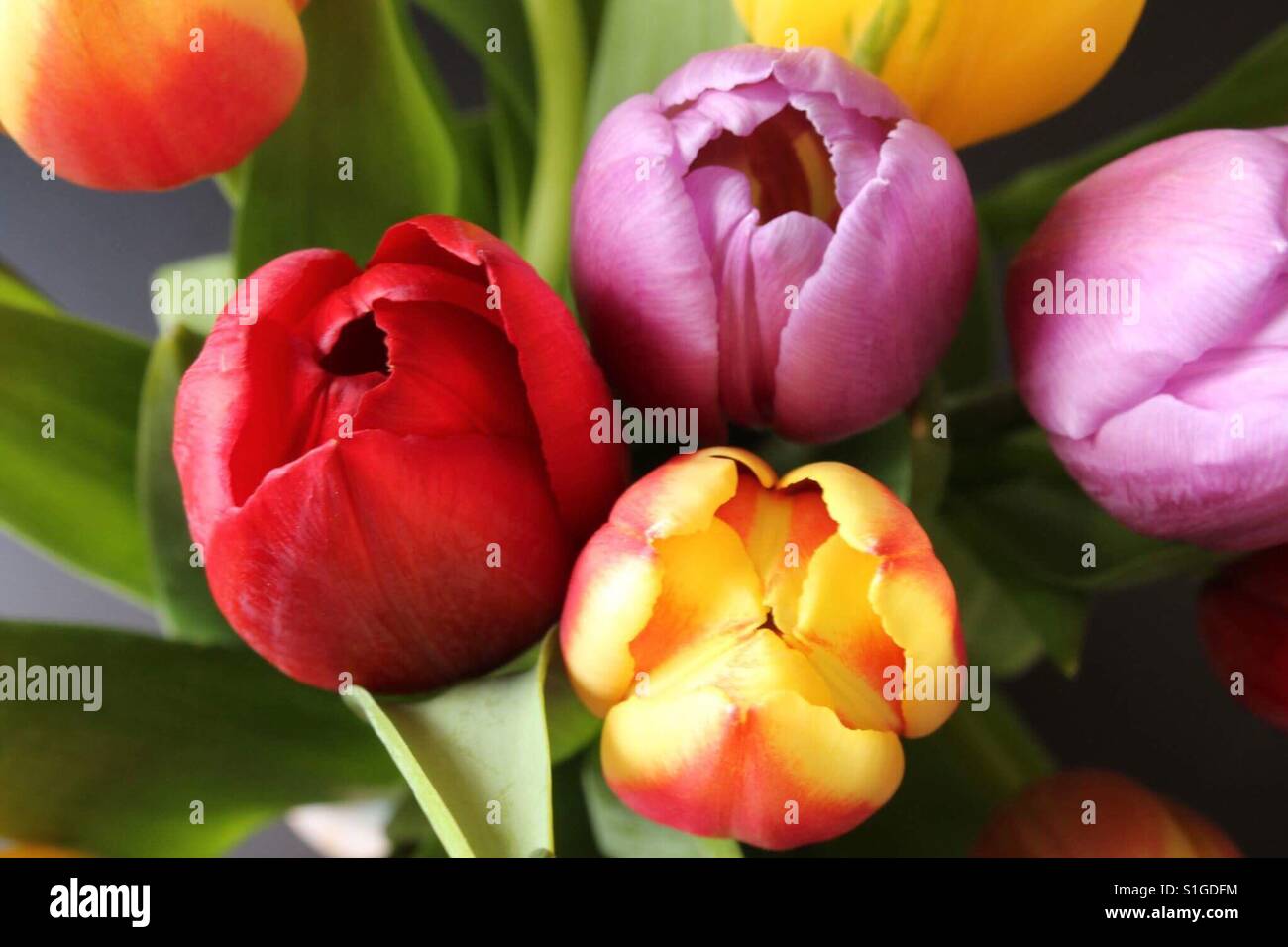 The powers of the flowers Stock Photo Alamy