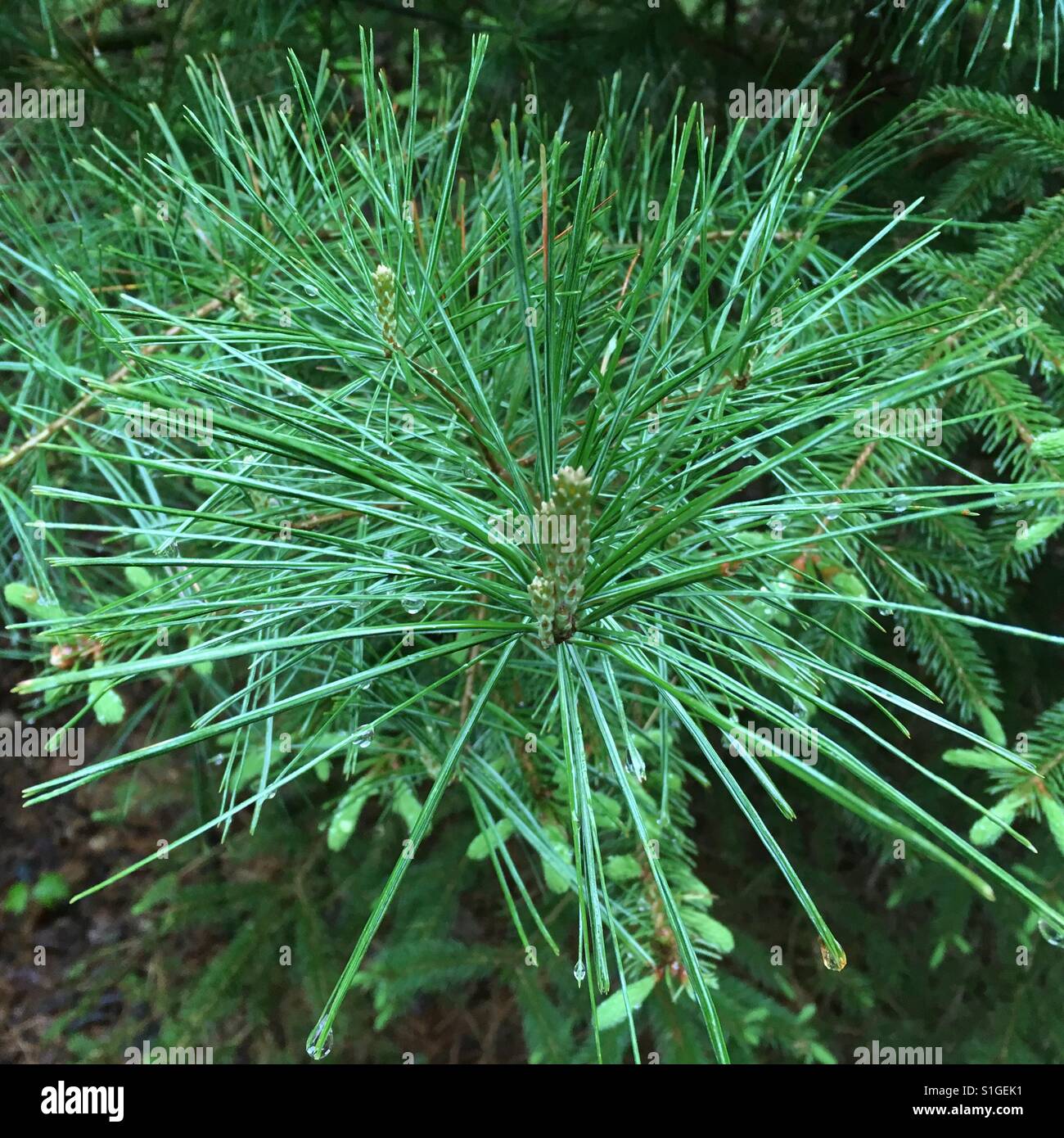 Fresh Cedar branch end, May 2017. - Smartphone Captured Stock Image