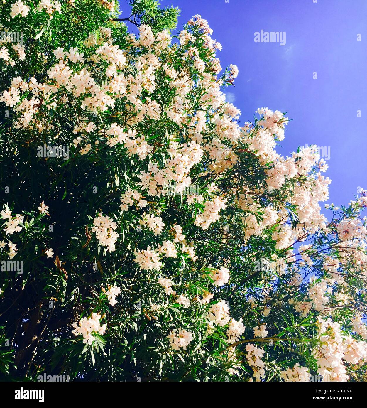 Flowers in Rome Stock Photo Alamy