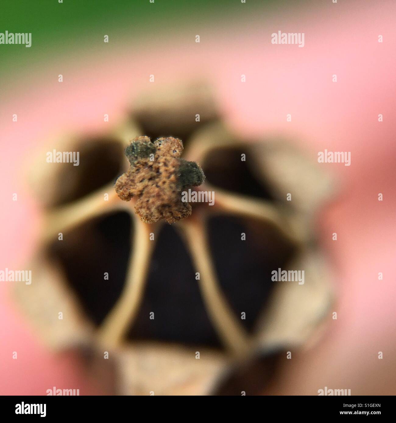 Dried poppy head - Smartphone Captured Stock Image