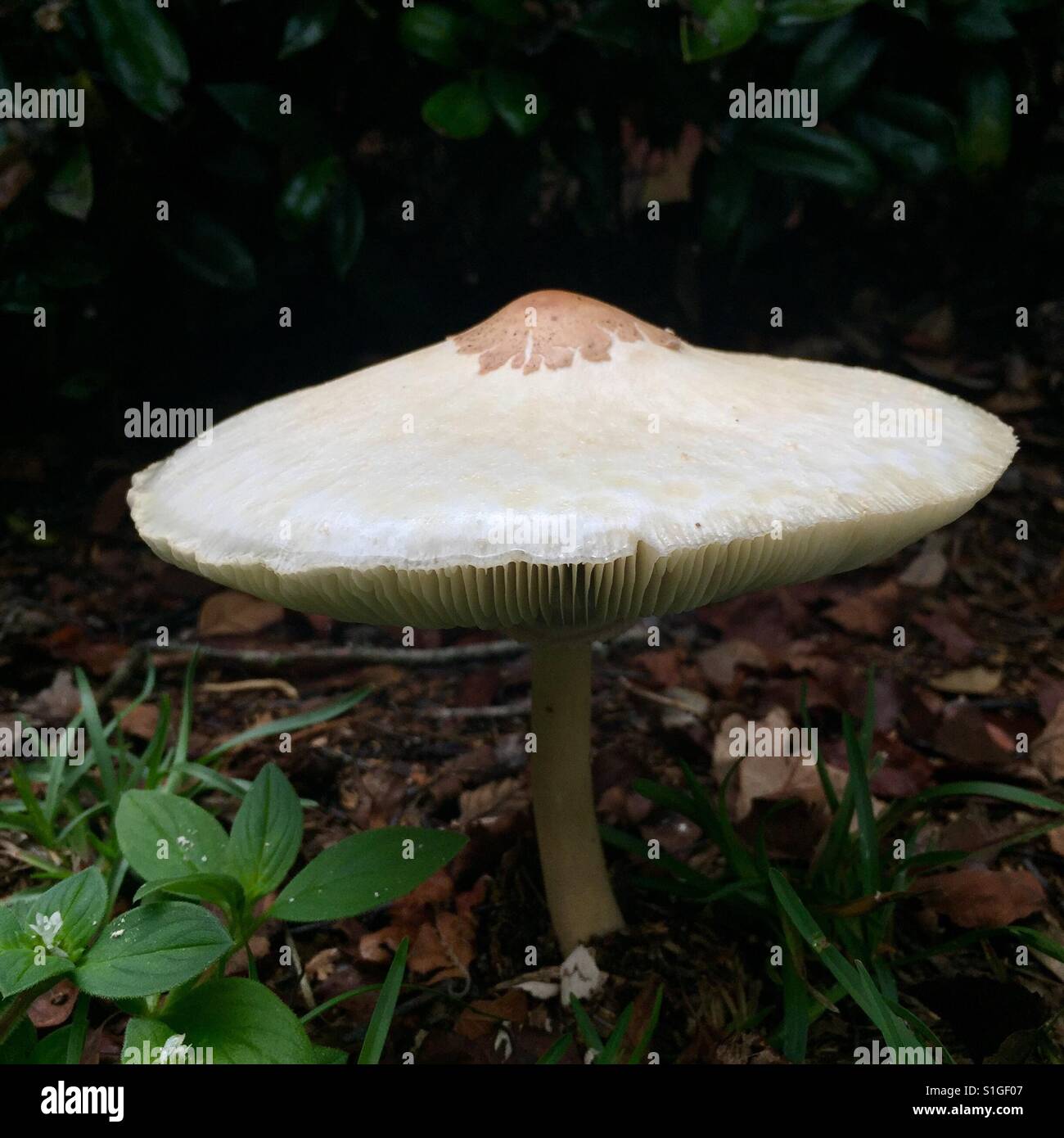 White, wild Gypsy mushroom Stock Photo