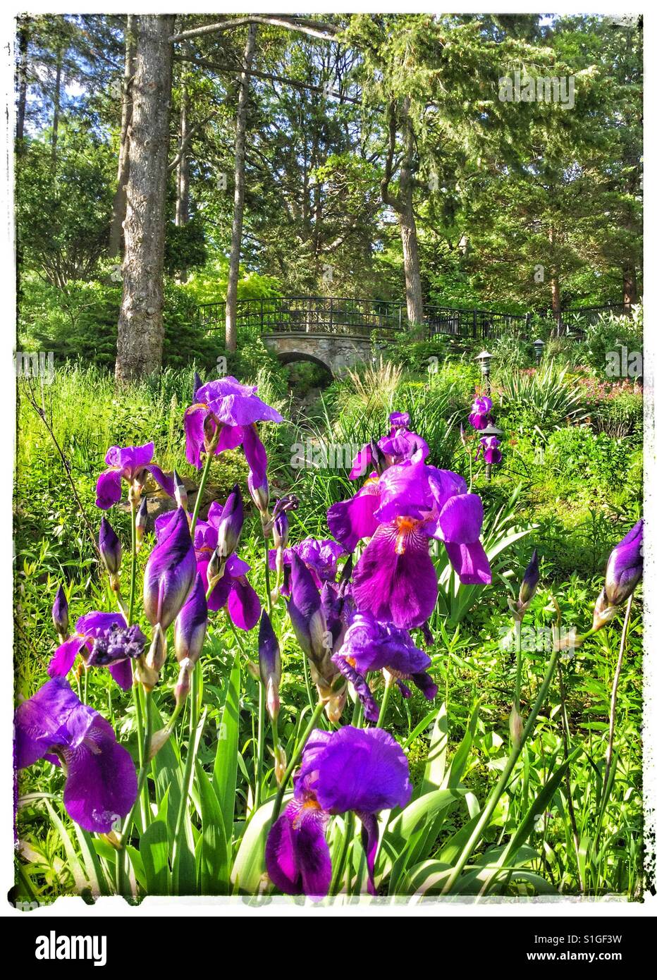 Beautiful landscape park purple hi-res stock photography and images - Alamy