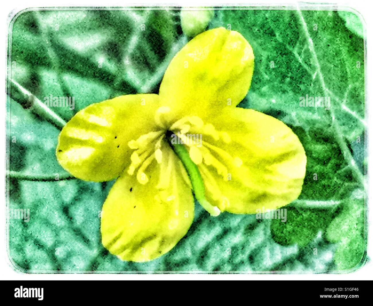 Yellow flower shaped like a butterfly. - Smartphone Captured Stock Image