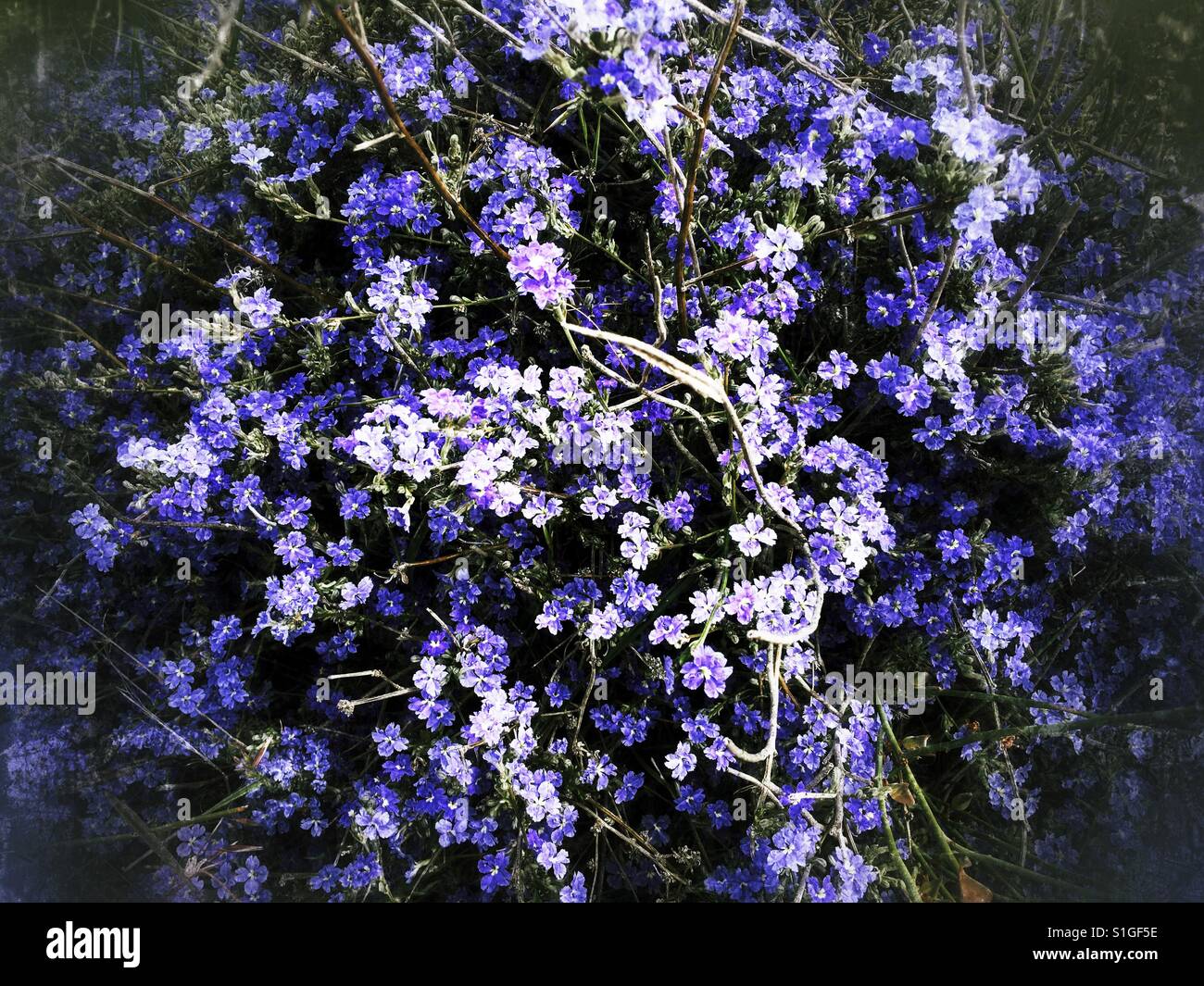 Blue wildflowers Perth Western Australia Stock Photo