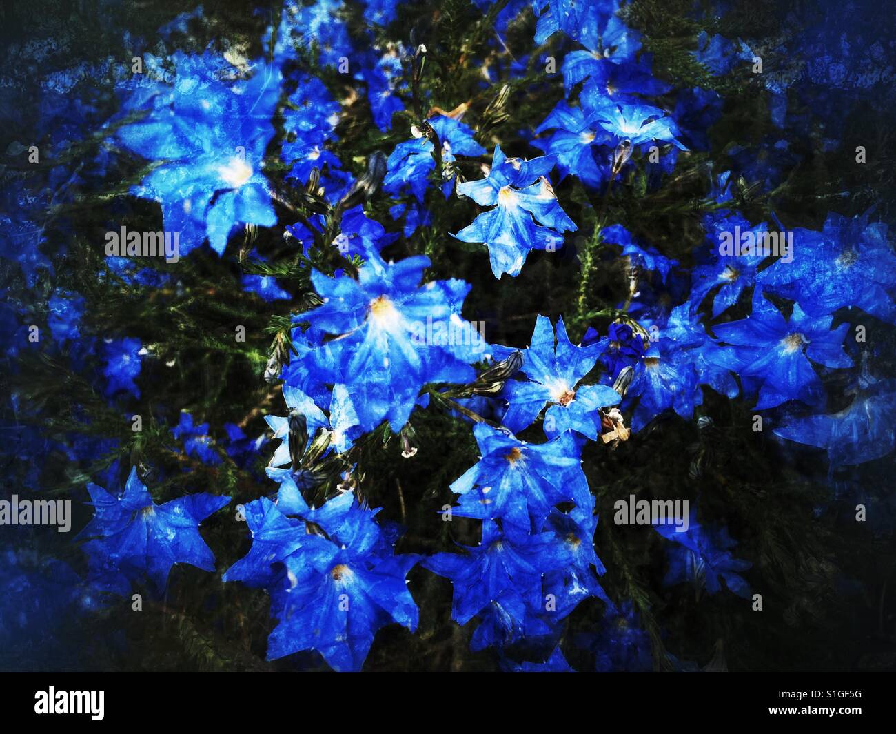 Blue wildflowers Perth Western Australia Stock Photo Alamy