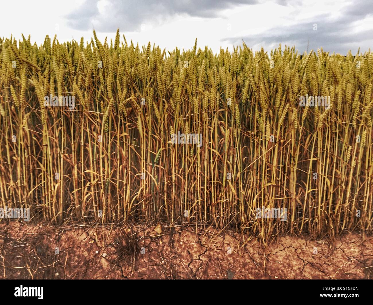 Wheat stalk hi-res stock photography and images - Alamy