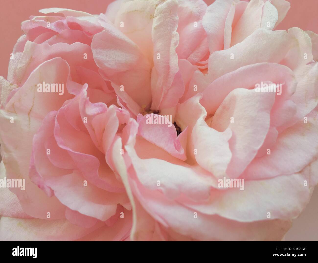 Pastell Rose Blossom Stock Photo