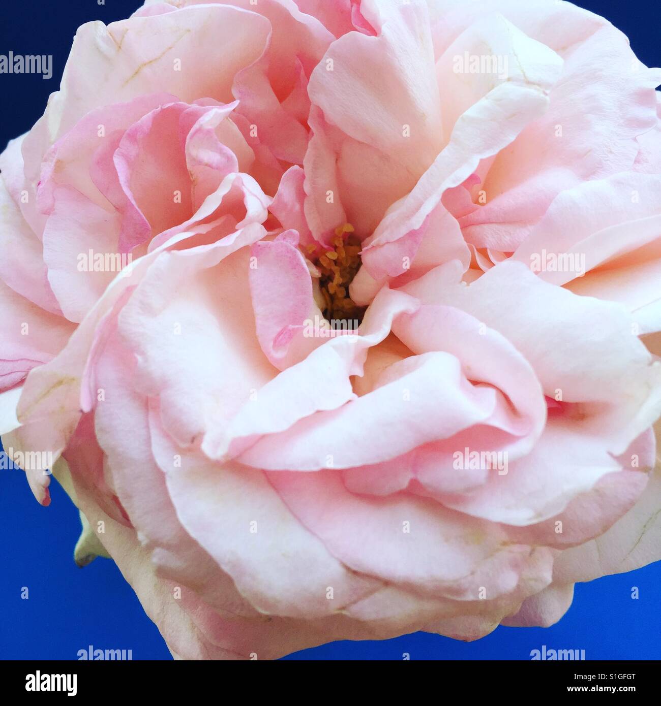 A rose blossom with blue background... Stock Photo