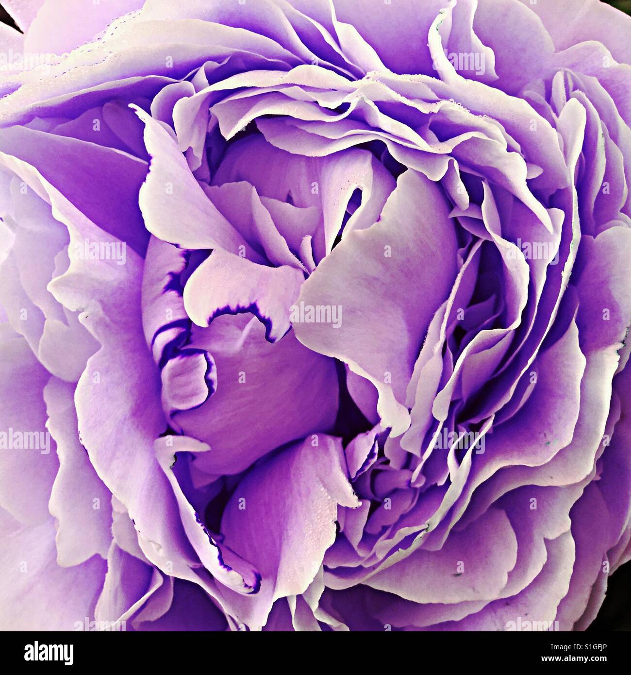 Peony flower head - Smartphone Captured Stock Image