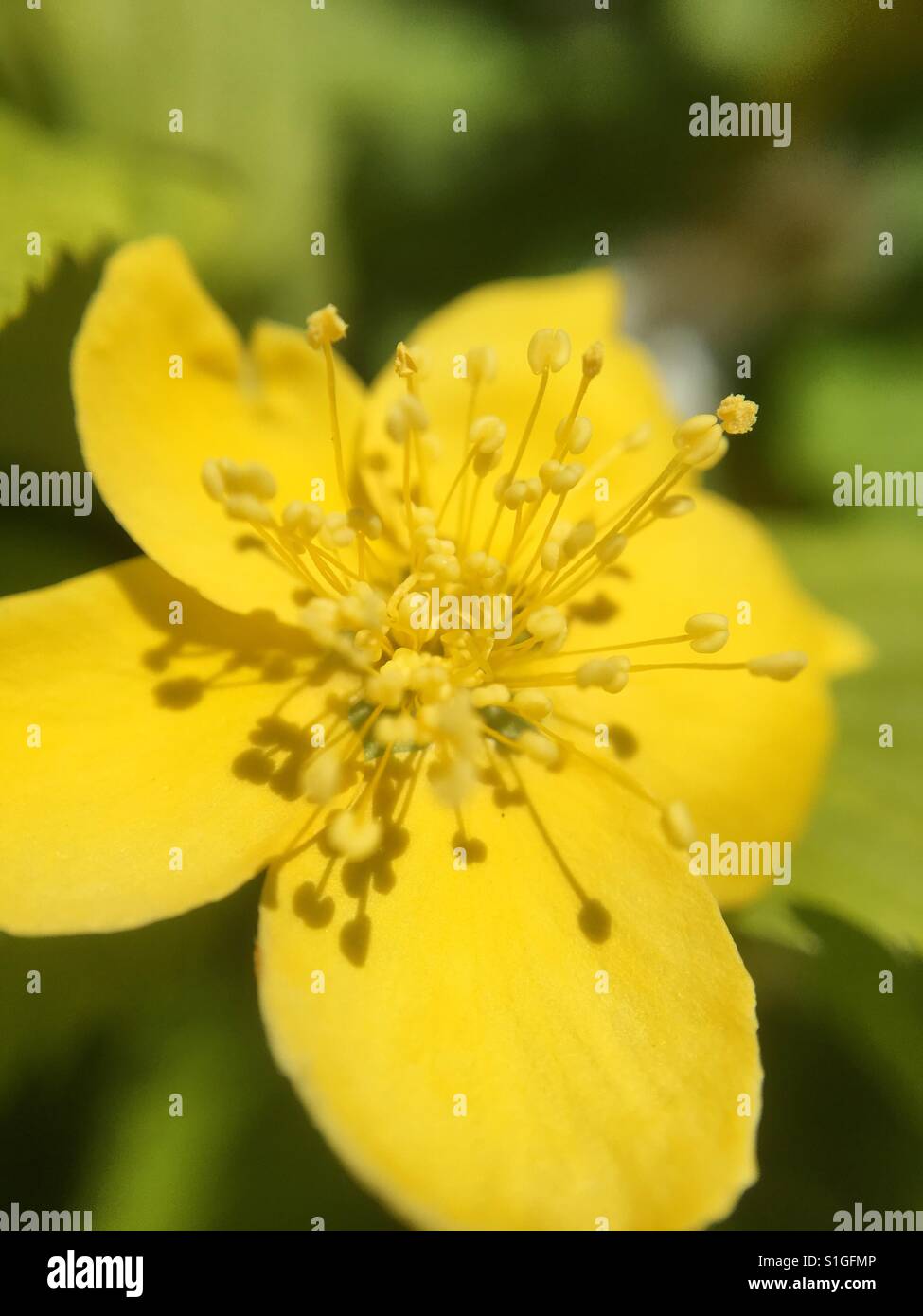 Japanese Kerria - Smartphone Captured Stock Image