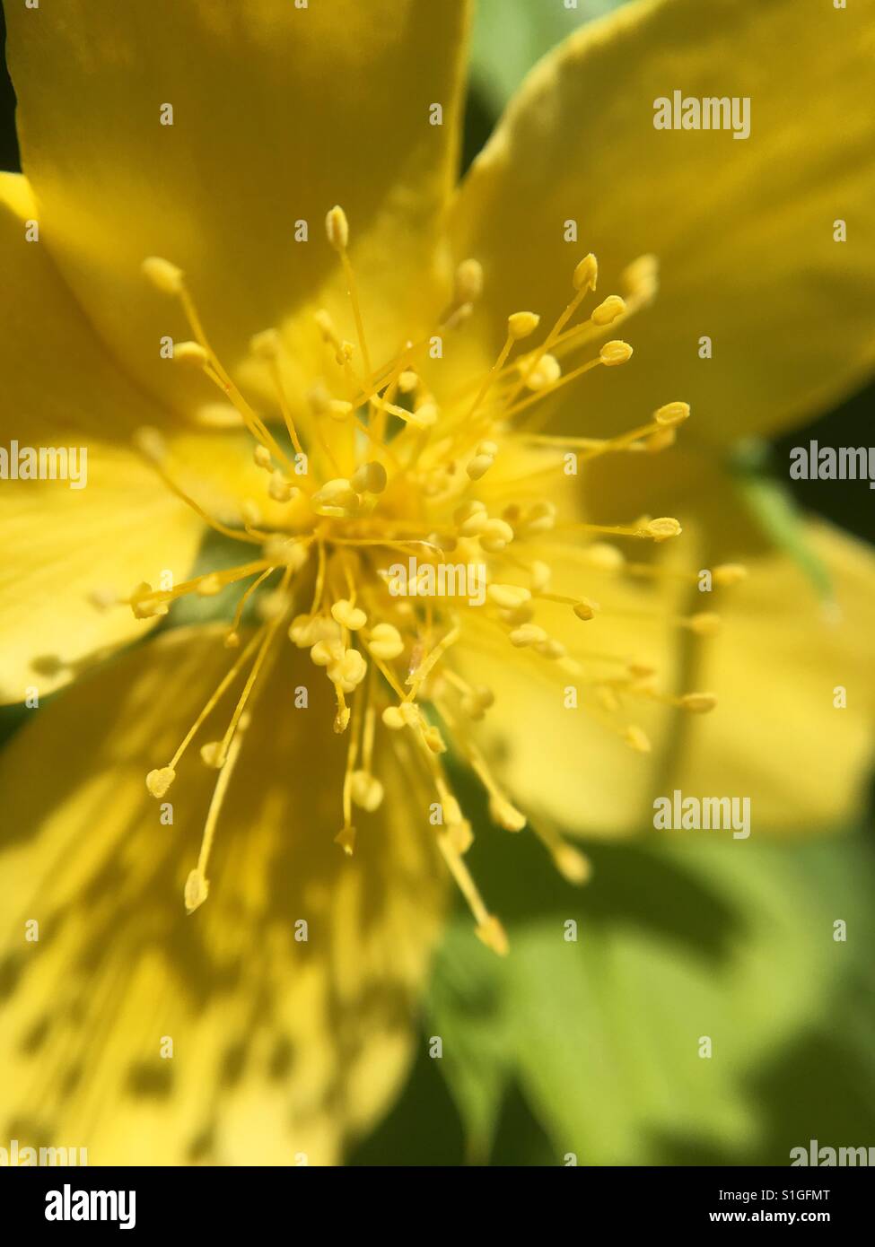 Japanese Kerria - Smartphone Captured Stock Image