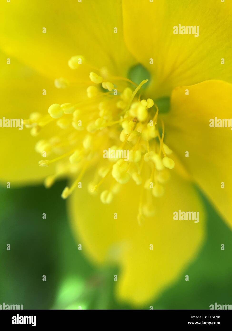 Japanese Kerria - Smartphone Captured Stock Image