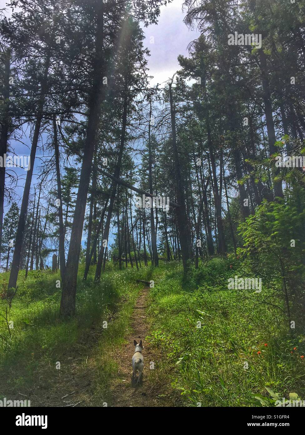 Small white dog walking on a trail in the forest with sunlight shining through the trees. - Smartphone Captured Stock Image