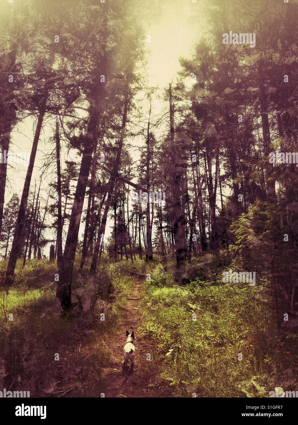 Small dog on a trail in the forest. - Smartphone Captured Stock Image