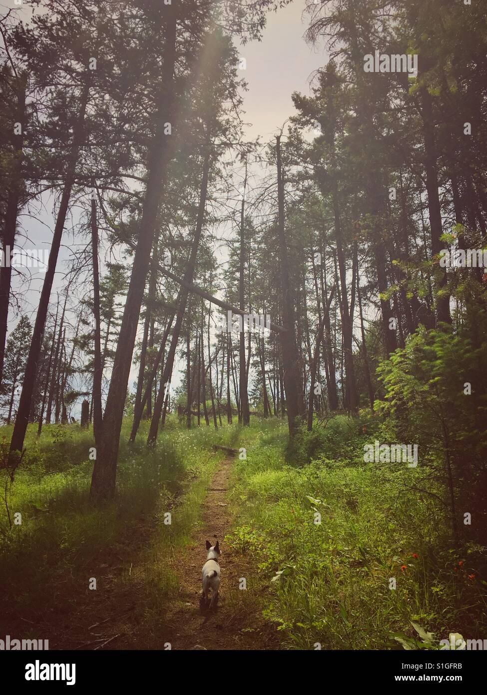 Small dog walking in a green forest on a sunny spring day. - Smartphone Captured Stock Image