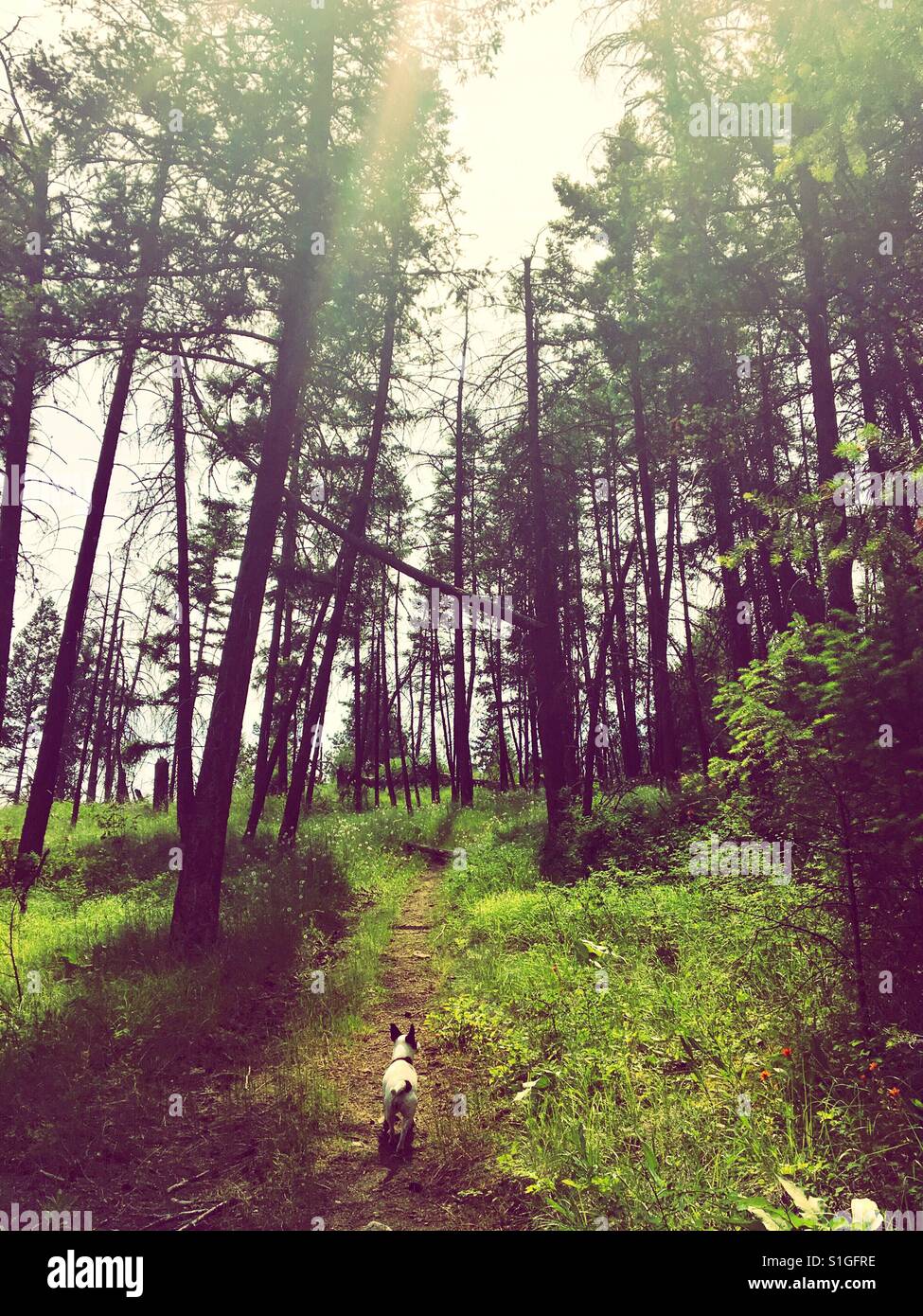 Small dog walking on a trail in the forest on a warm sunny spring day. - Smartphone Captured Stock Image