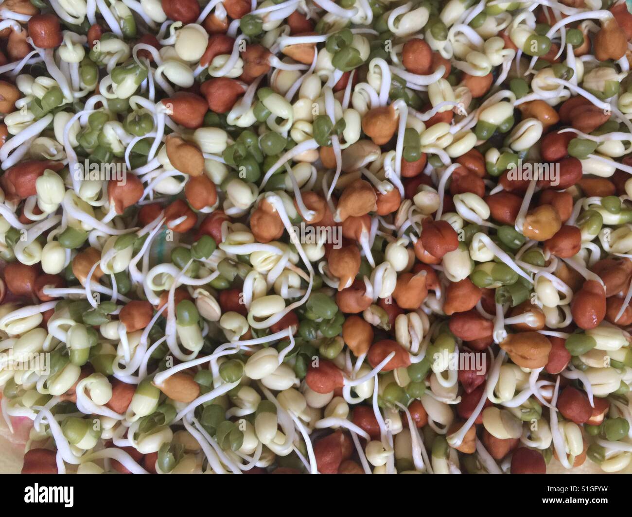 Healthful fresh microgreens - Smartphone Captured Stock Image